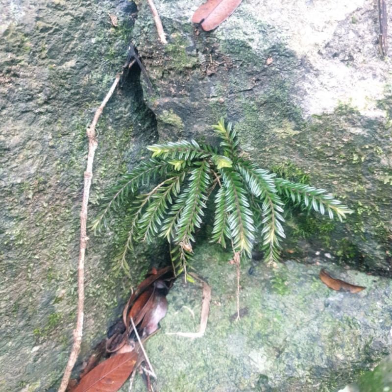 Cây chân rết bonsai tiểu cảnh, thủy sinh hồ cá