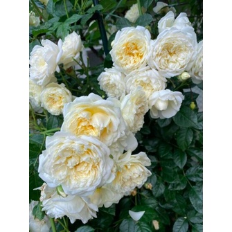 Hồng ngoại Glamis Castle cho hoa cánh cúp màu trắng tinh khiết - Trang Flowers
