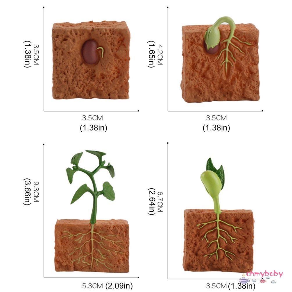 【OMB】 Simulation Life Cycle Of Green Bean Plant Growth Cycle Model Action Figures