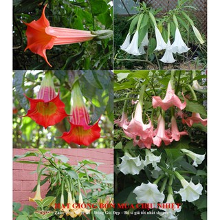 Gói 30 Hạt Giống Hoa Chuông - hoa loa kèn Đà Lạt Mix đủ màu ĐẾN MÙA TRỒNG TẾT luckyseed hạt siêu rẻ