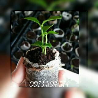 Viên Nén Xơ Dừa Ươm Cây Giống Combo 5 10 20 Viên