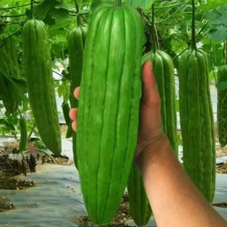 mướp đắng khổng lồ 1gr