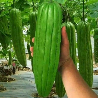 Mướp đắng khổng lồ 1gr
