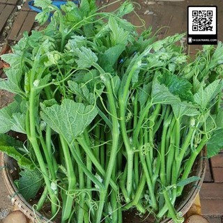 20GR - hạt giống bí siêu ngọn