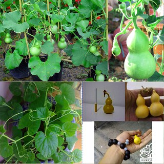10H - HẠT GIỐNG BẦU HỒ LÔ-  Hạt giống bầu hồ lô cao sản -10 hạt