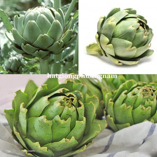 Hạt giống Atiso xanh