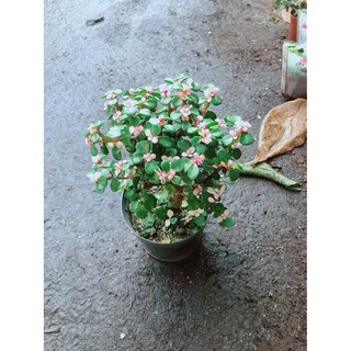 Đô La Thân Gỗ Bán Chạy