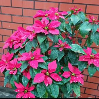 Cây hoa trạng nguyên to _ ship gần ( 80 ~ 250k )