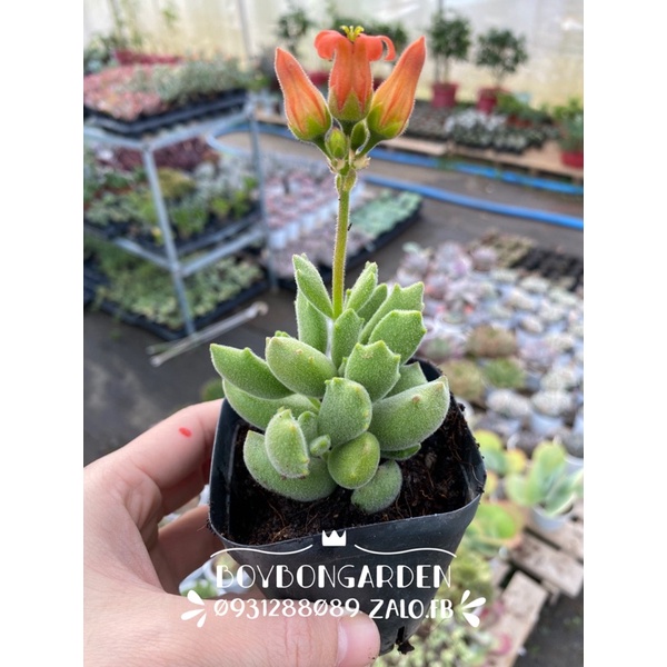 Cây sen đá tay gấu lông chậu 7cn