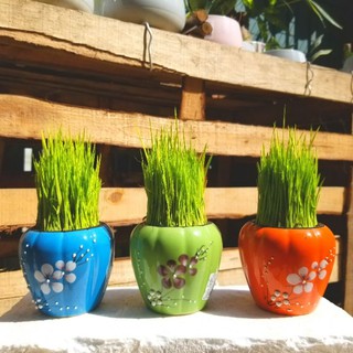 Cây Lúa non tặng kèm chậu sứ cao cấp size 8x8