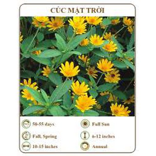 Hạt giống cúc mặt trời - THE XANH