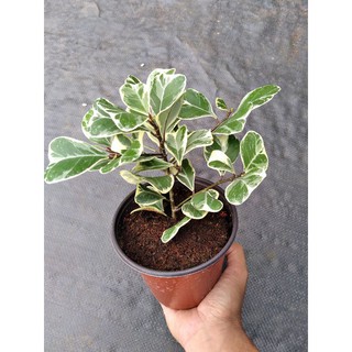 Cây bàng cẩm thạch