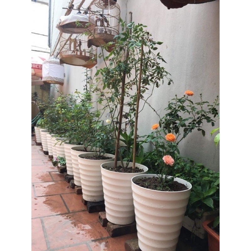 chậu nhựa vòng tròn loại xịn(37x32cm)