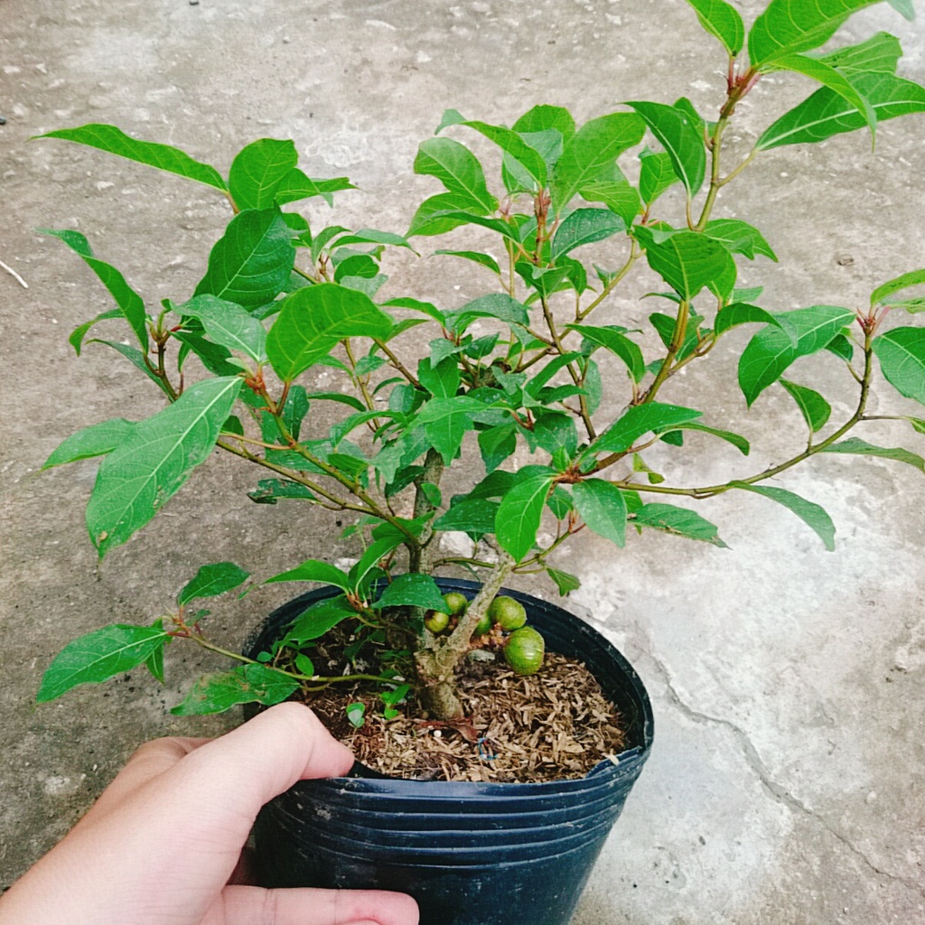 Cây sung ta - cây cảnh trong nhà - caykiengsadec