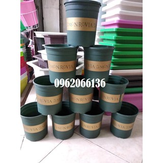 Combo 5 chậu mon 1 gal