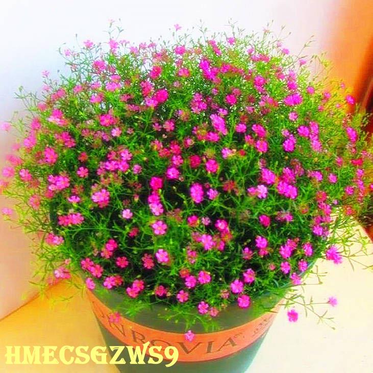 Hạt giống hoa Gypsophila nở liên tục và dễ sống ban công trong nhà giúp thanh lọc không khí 100h