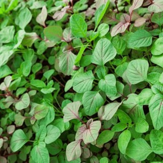 20Gr - hạt giống rau dền 3 màu ( dền tía )