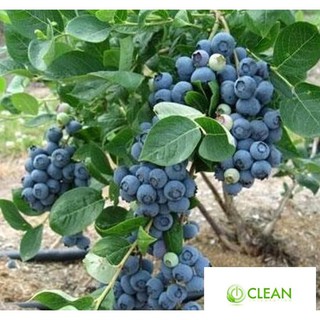 Hạt giống Việt quất (30 hạt)