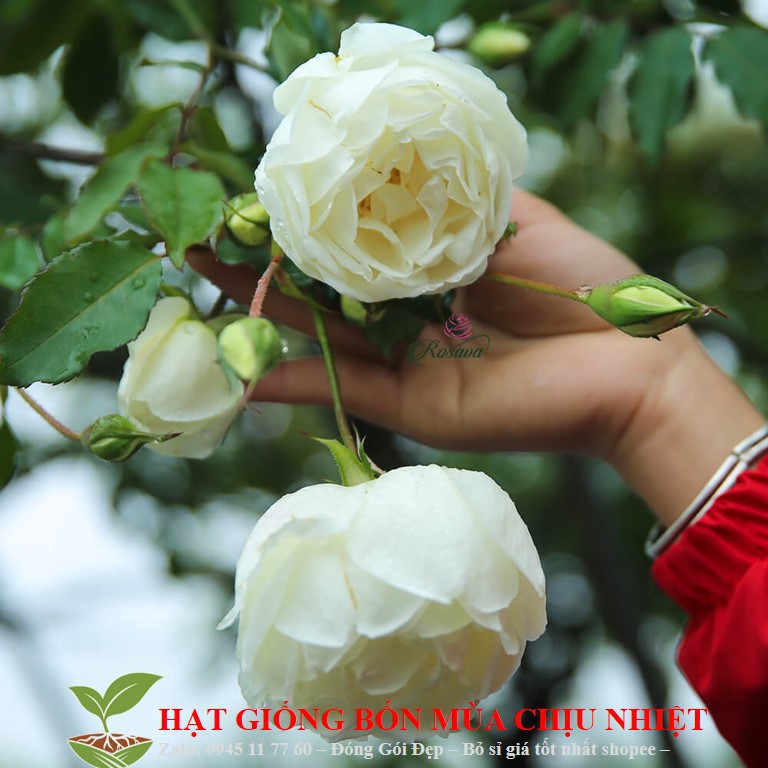 Hạt giống Hoa hồng Bạch Xếp/ bạch Nam Định 10 hạt ĐẾN MÙA TRỒNG TẾT