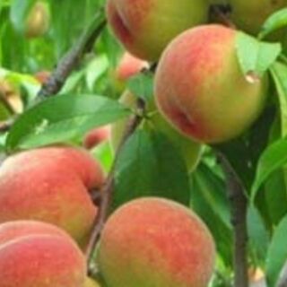 Cây đào chịu nhiệt nhật bản