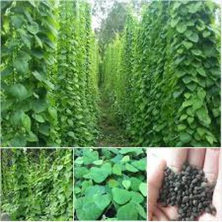 Hạt giống Sương Sâm Lông RADO406 (10 hạt)