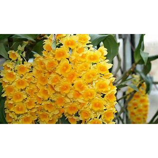 Lan kiều vàng ghép gỗ, dớn - đã thuần có nhiều thân và mầm, chịu nắng mưa 100%