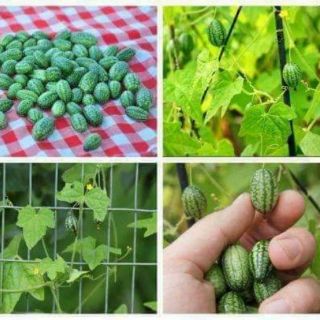 Hạt Giống Dưa Hấu mini Mexico ( Dưa Hấu Tí Hon)