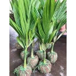 cây giống CAU LÙN - Cây giống chuẩn F1