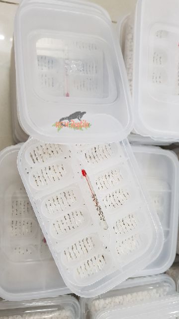 Hộp ấp trứng bò sát 16 ô và 12 ô - kèm nhiệt kế