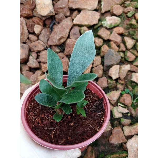 Chậu cứng Ổ rồng con- Platycerium Alcicorne