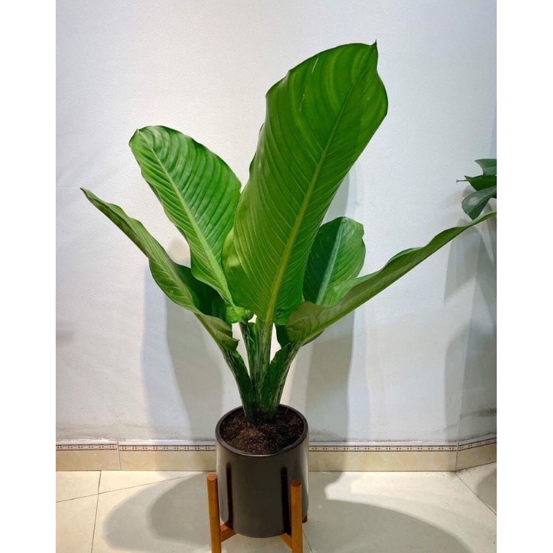 Cây đại Phú gia