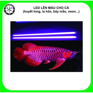 Combo 50 Led lên màu cho cá cảnh