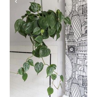 Trầu bà tim/ Philodendrol Green