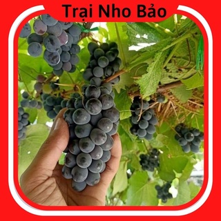 Cây nho giống elđen nho phap leo giàn