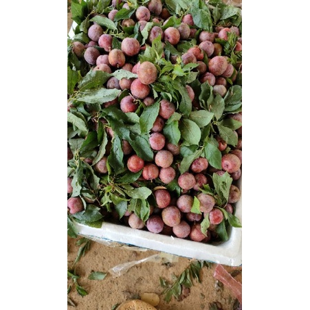 Mận hậu trái vụ( ai có nhu cầu liên hệ số đt 0365918988) được giá ưu đái hơn