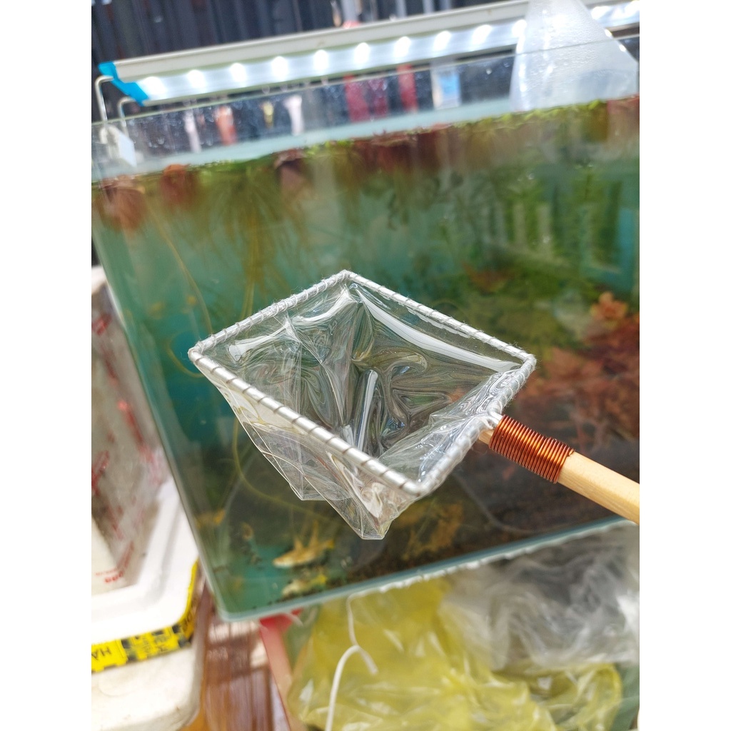 Vợt show cá 7 màu, betta