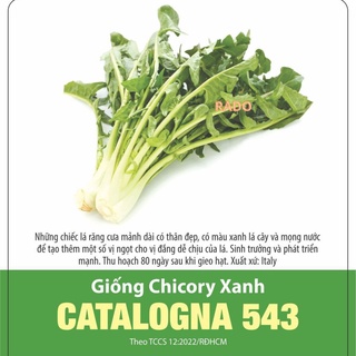 Hạt giống chicory xanh catalogna 543