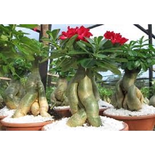 CÂY HOA SỨ THÁI CÁNH KÉP " KIM LÂN " - BẢO HÀNH MẶT HOA