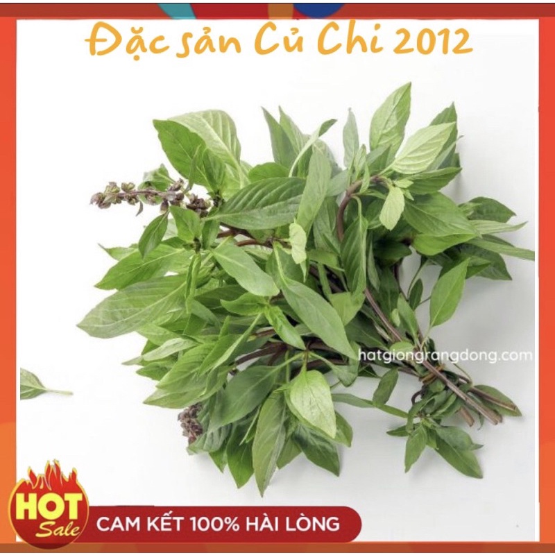 [Rạng Đông] Hạt giống húng quế Rado 25