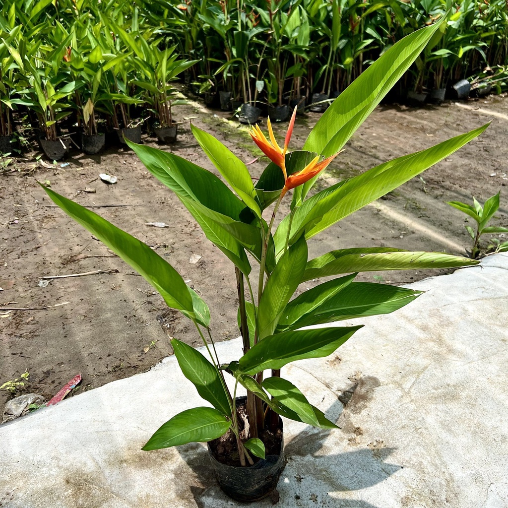 Hạt Giống 5 hạt Cây hoa Thiên điểu cao để nội thất, cây luôn có hoa