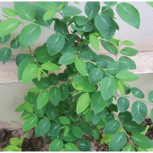 1Gr hạt giống rau ngót Rạng Đông