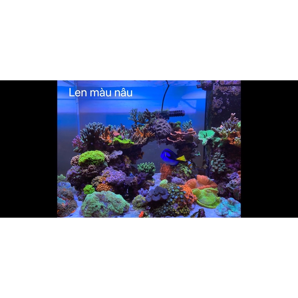 Len chụp ảnh hồ cá san hô, hồ cá biển