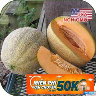20h Hạt Giống Dưa Lưới Ruột Vàng Chịu Nhiệt Hales (Cucumis melo) PHÚ ĐIỀN