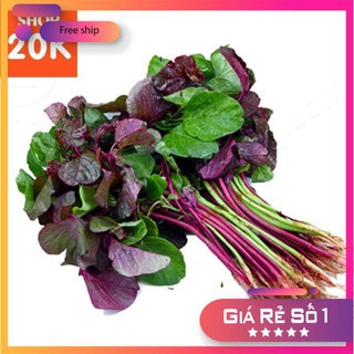 Hạt giống Rau Dền tía