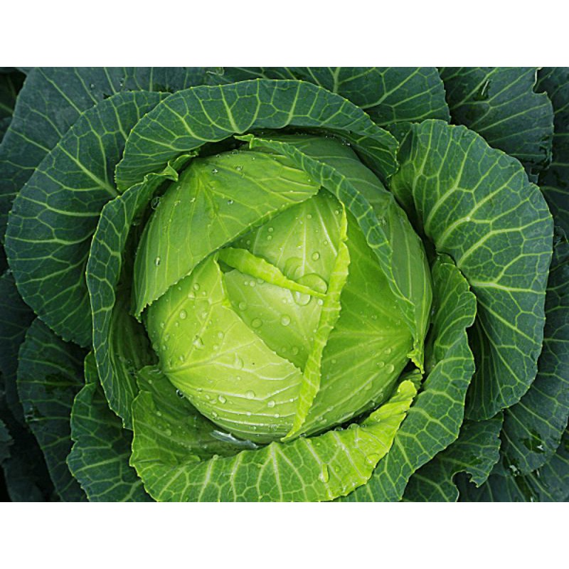500g Phân gà viên nén Nhật Bản