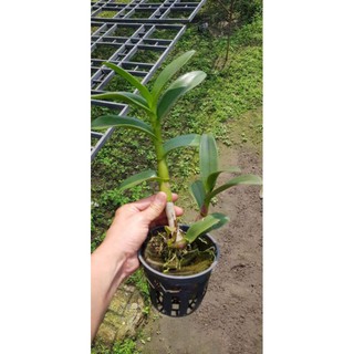 Hoa lan denro nắng quán long