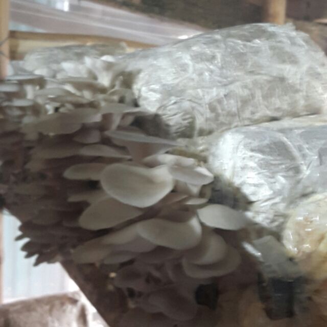 Phôi nấm sò xám Thái