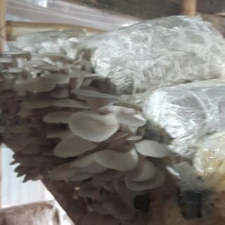 Phôi nấm sò xám Thái