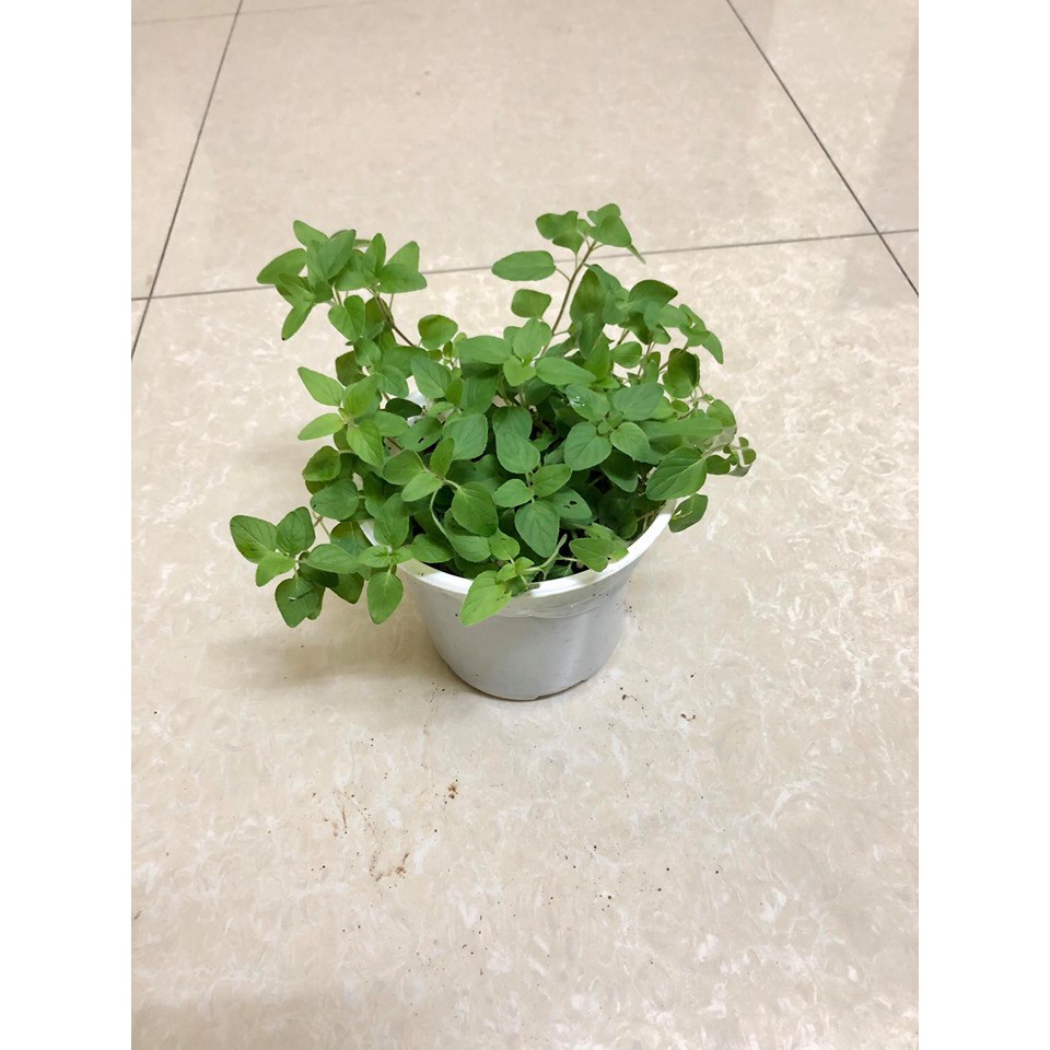 Cây kinh giới dại Oregano