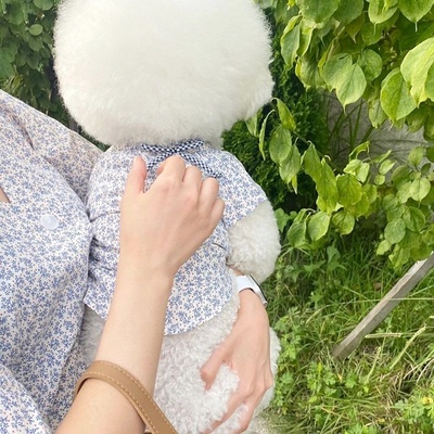 Áo tay bèo hoa nhí dành cho thú cưng